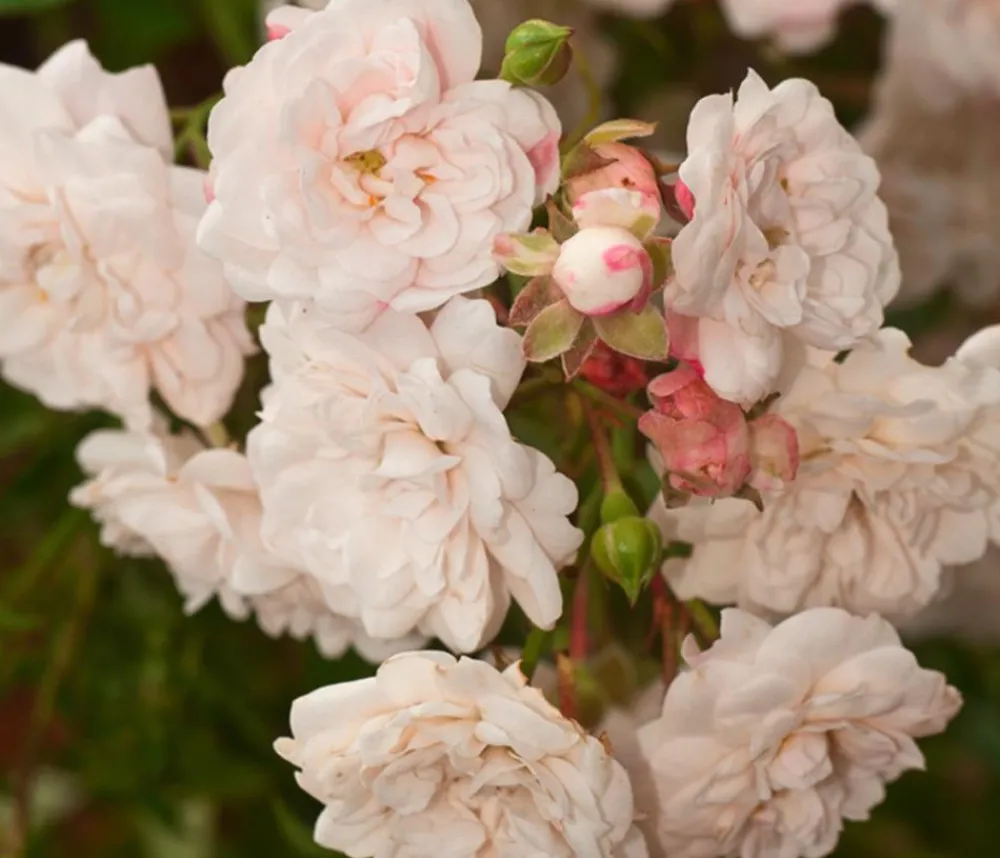 Dehner Grabschmuck & Grabgestaltung|Bodendecker & Efeu > Bodendeckerrose 'Crystal Fairy®'