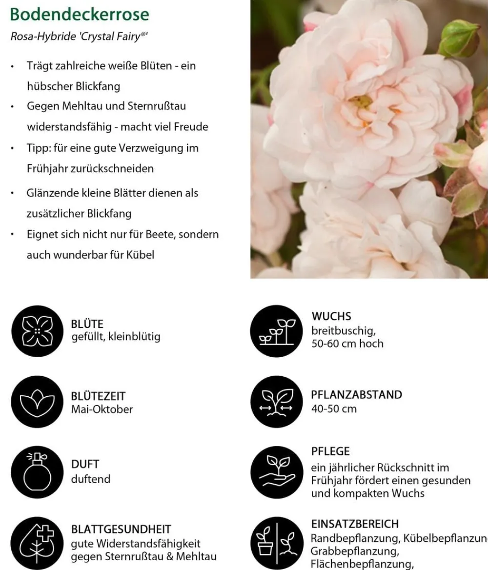 Dehner Grabschmuck & Grabgestaltung|Bodendecker & Efeu > Bodendeckerrose 'Crystal Fairy®'