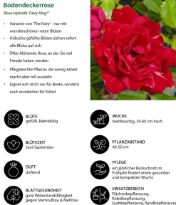 Dehner Bodendeckerrose 'Fairy King®', Rot Best