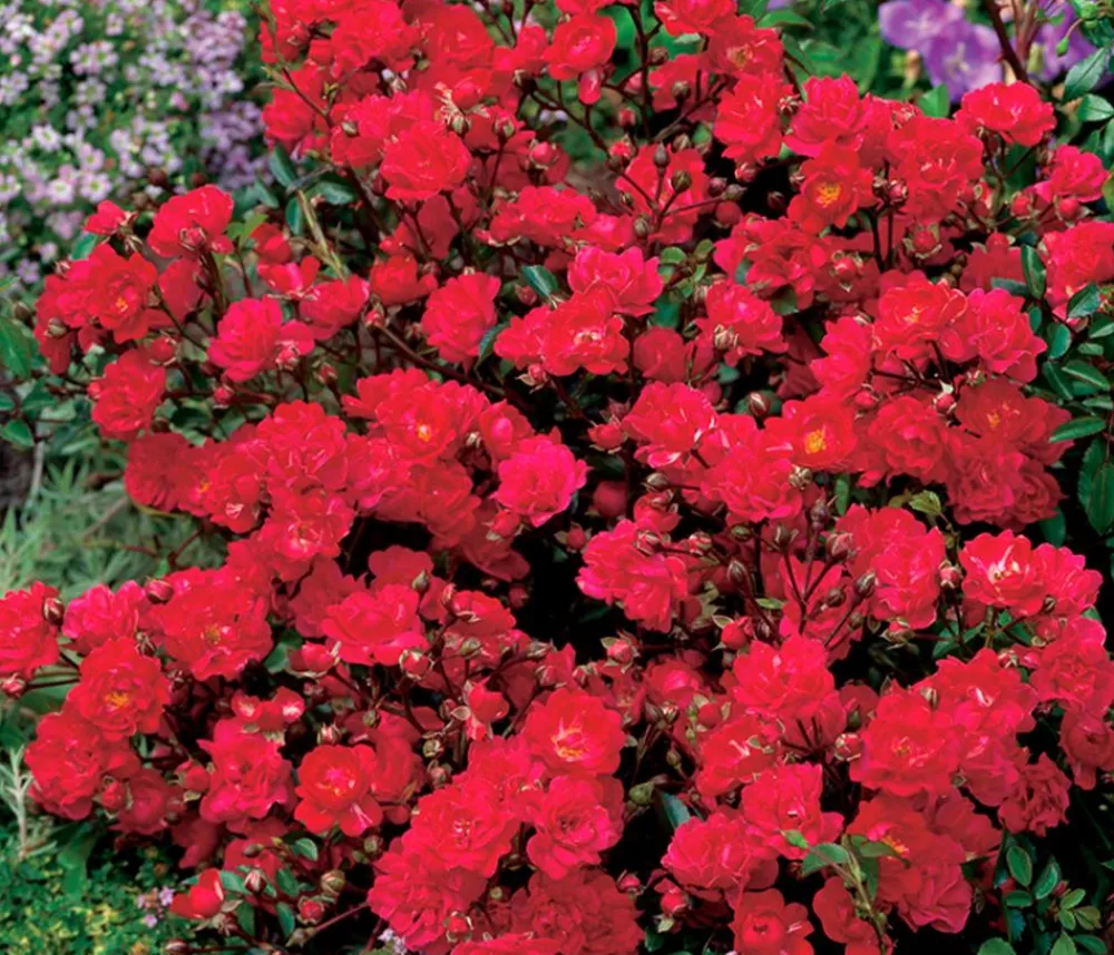 Dehner Bodendeckerrose 'Fairy King®', Rot Best