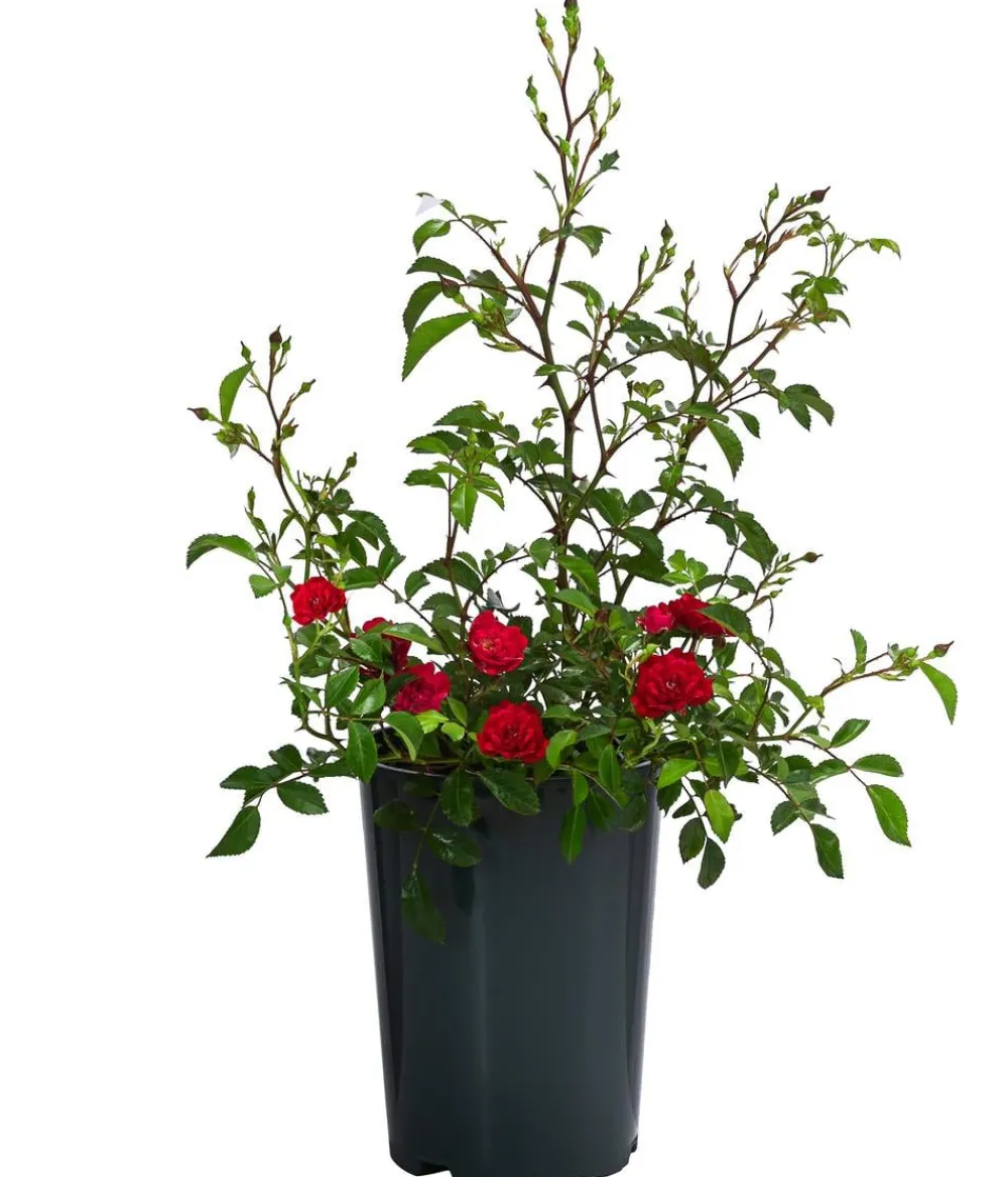Dehner Bodendeckerrose 'Fairy King®', Rot Best