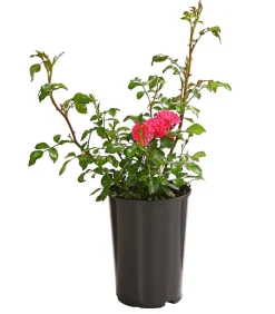 Dehner Grabschmuck & Grabgestaltung|Bodendecker & Efeu - Bodendeckerrose 'Lovely Fairy®' Rosa