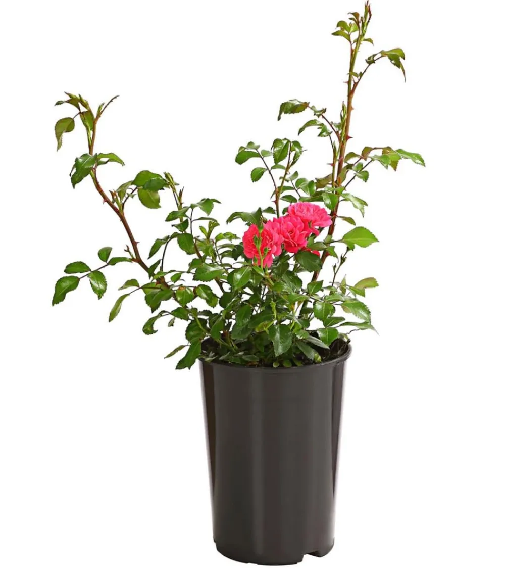 Dehner Grabschmuck & Grabgestaltung|Bodendecker & Efeu - Bodendeckerrose 'Lovely Fairy®' Rosa