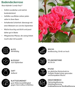 Dehner Grabschmuck & Grabgestaltung|Bodendecker & Efeu - Bodendeckerrose 'Lovely Fairy®' Rosa