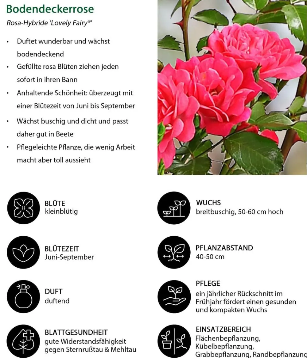 Dehner Grabschmuck & Grabgestaltung|Bodendecker & Efeu - Bodendeckerrose 'Lovely Fairy®' Rosa