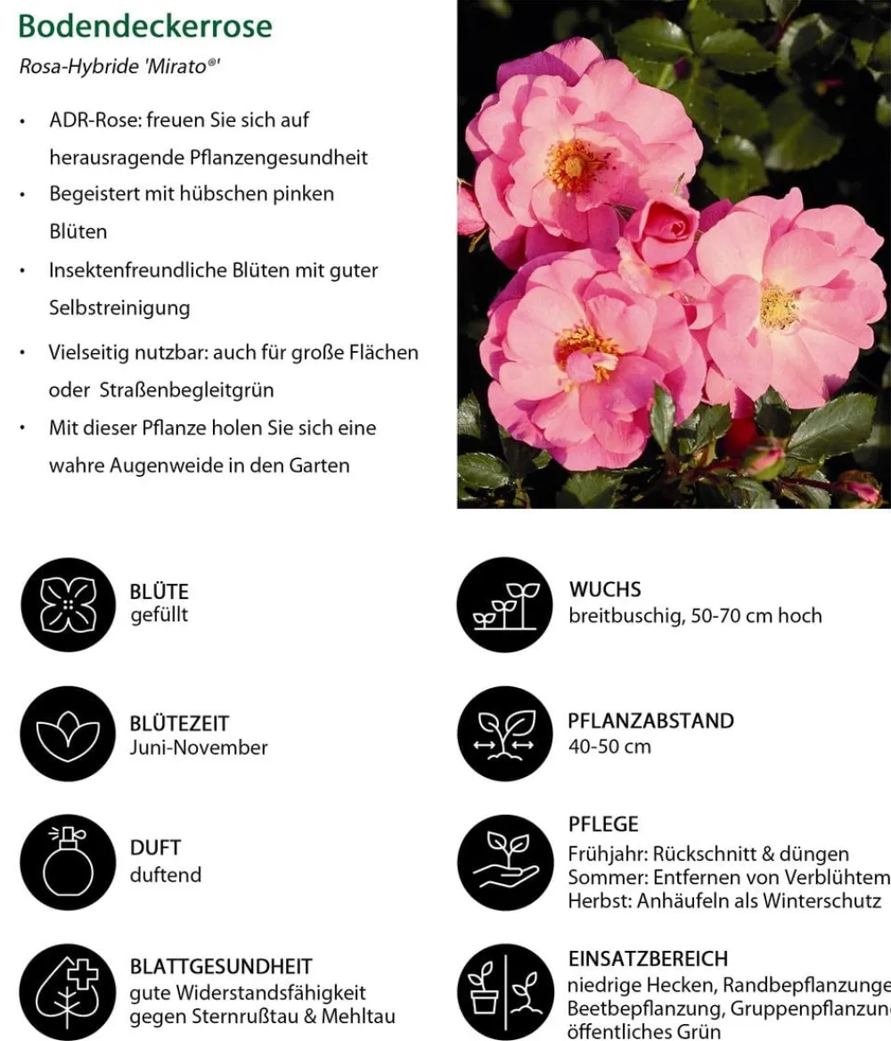 Dehner Rosen - Bodendeckerrose 'Mirato®' Rosa