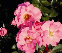 Dehner Rosen - Bodendeckerrose 'Mirato®' Rosa