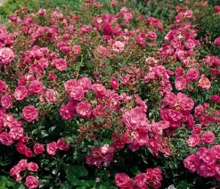 Dehner Rosen - Bodendeckerrose 'Mirato®' Rosa