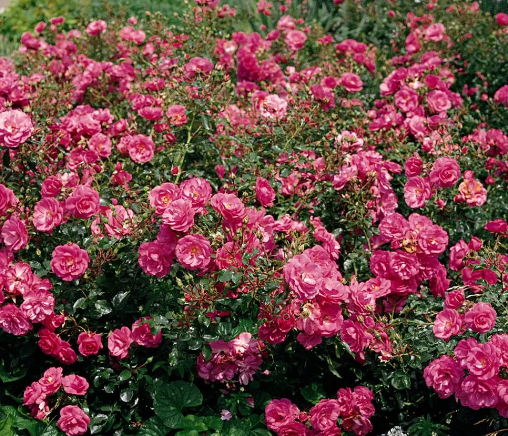 Dehner Rosen - Bodendeckerrose 'Mirato®' Rosa