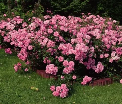 Dehner Rosen - Bodendeckerrose 'Mirato®' Rosa