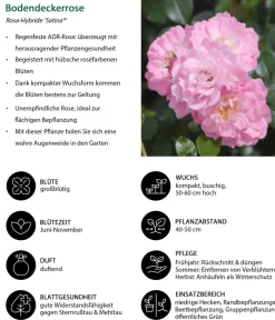 Dehner Rosen > Bodendeckerrose 'Satina®'