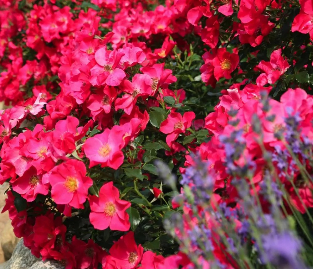 Dehner Rosen - Bodendeckerrose 'Stadt Rom®' Pink