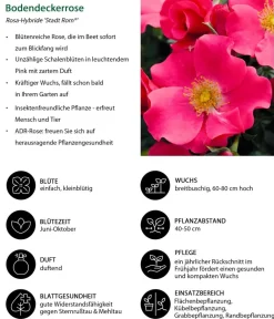 Dehner Rosen - Bodendeckerrose 'Stadt Rom®' Pink