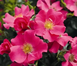 Dehner Rosen - Bodendeckerrose 'Stadt Rom®' Pink