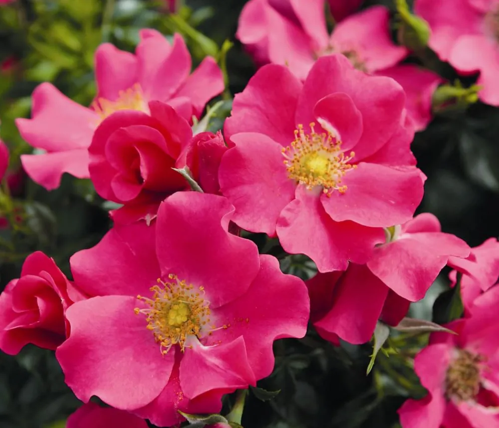 Dehner Rosen - Bodendeckerrose 'Stadt Rom®' Pink
