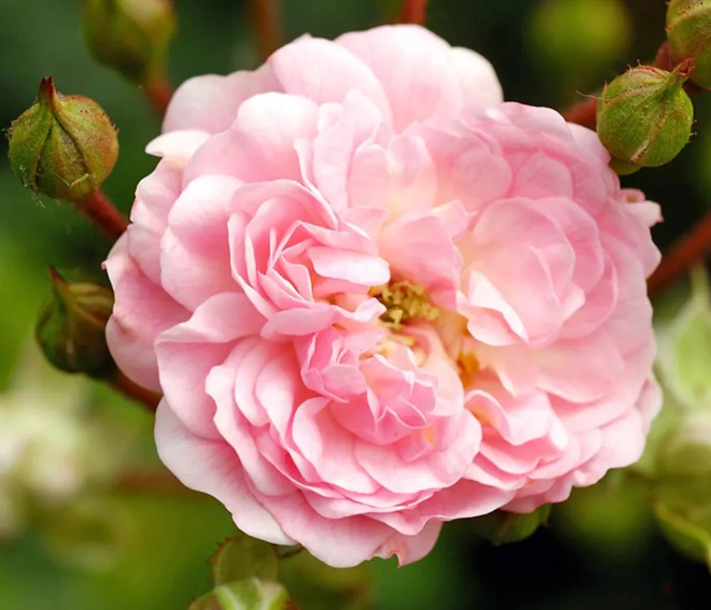 Dehner Grabschmuck & Grabgestaltung|Bodendecker & Efeu - Bodendeckerrose 'The Fairy®', rosa Zartrosa