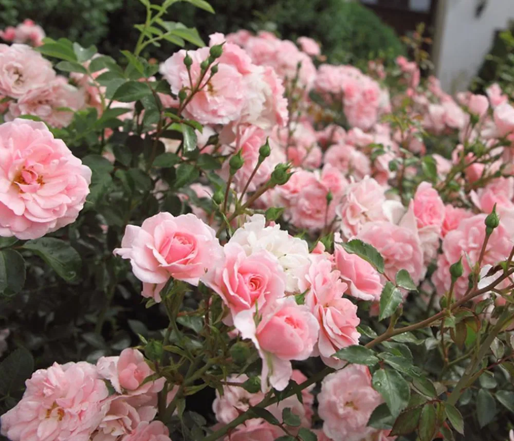 Dehner Grabschmuck & Grabgestaltung|Bodendecker & Efeu - Bodendeckerrose 'The Fairy®', rosa Zartrosa