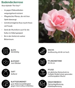 Dehner Grabschmuck & Grabgestaltung|Bodendecker & Efeu - Bodendeckerrose 'The Fairy®', rosa Zartrosa