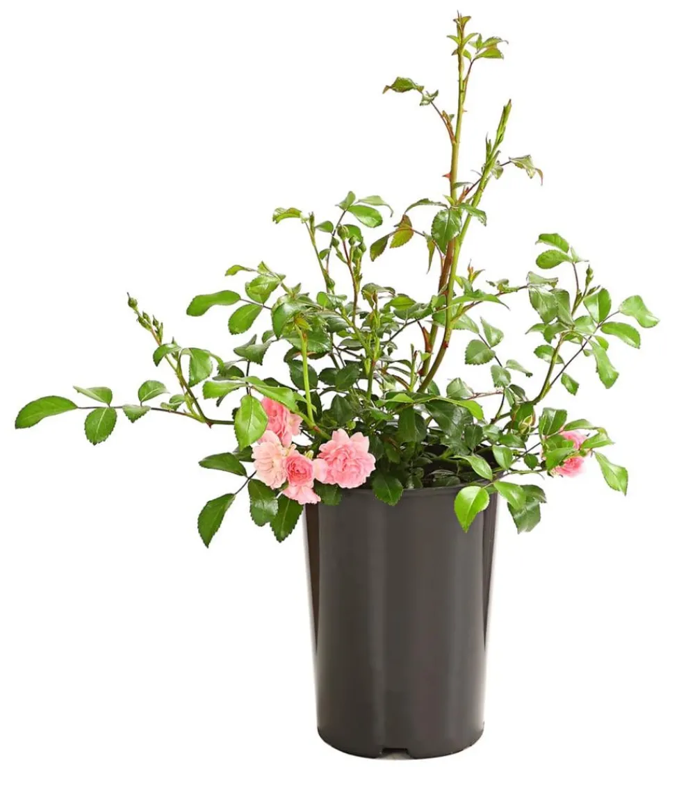 Dehner Grabschmuck & Grabgestaltung|Bodendecker & Efeu - Bodendeckerrose 'The Fairy®', rosa Zartrosa