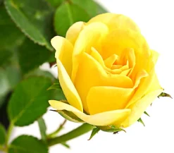 Dehner Grabschmuck & Grabgestaltung|Bodendecker & Efeu > Bodendeckerrose 'Yellow Fairy®'