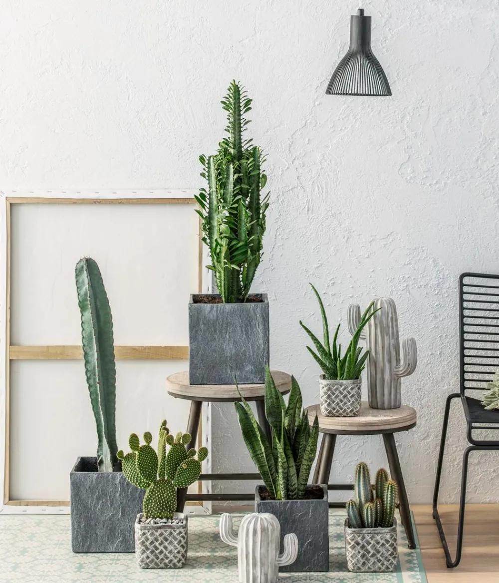 Dehner Sukkulenten|Bogenhanf > Bogenhanf - Sansevieria 'Black Coral'