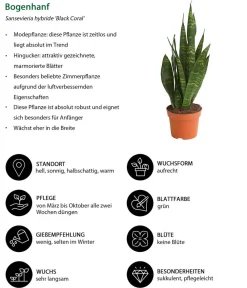 Dehner Sukkulenten|Bogenhanf > Bogenhanf - Sansevieria 'Black Coral'