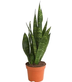 Dehner Sukkulenten|Bogenhanf > Bogenhanf - Sansevieria 'Black Coral'