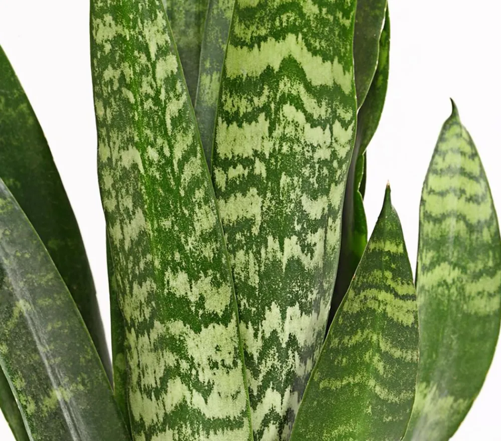 Dehner Sukkulenten|Bogenhanf > Bogenhanf - Sansevieria 'Black Coral'