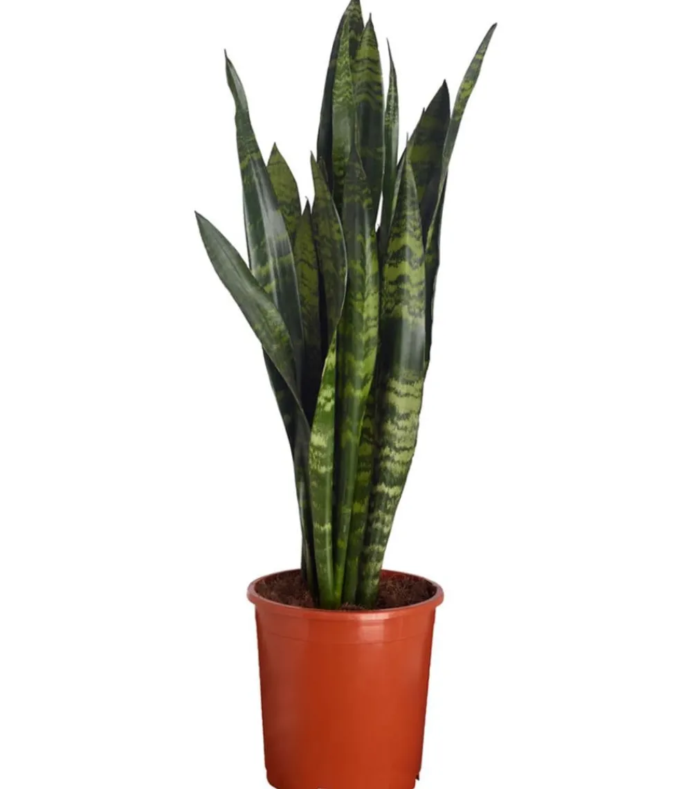 Dehner Sukkulenten|Bogenhanf > Bogenhanf - Sansevieria 'Black Coral'