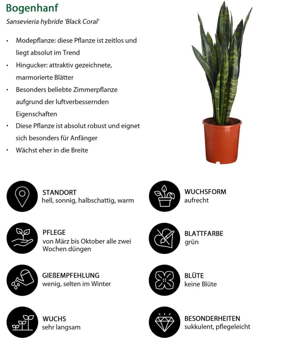 Dehner Sukkulenten|Bogenhanf > Bogenhanf - Sansevieria 'Black Coral'