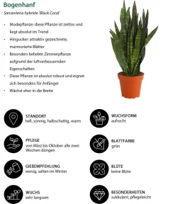Dehner Bogenhanf - Sansevieria 'Black Coral' Discount