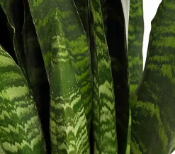 Dehner Bogenhanf - Sansevieria 'Black Coral' Discount