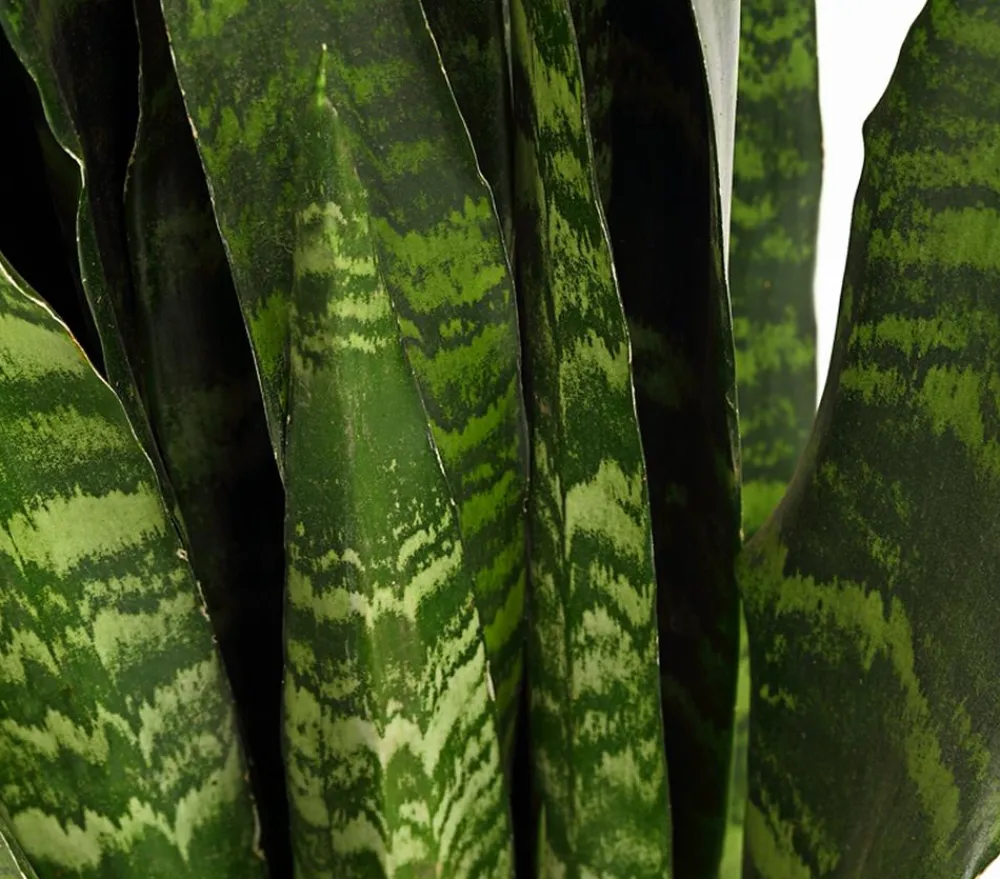 Dehner Bogenhanf - Sansevieria 'Black Coral' Discount