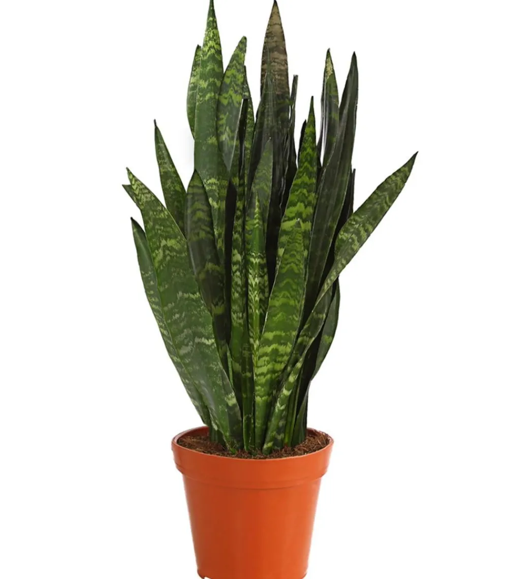 Dehner Bogenhanf - Sansevieria 'Black Coral' Discount