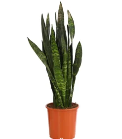 Dehner Sukkulenten|Bogenhanf - Bogenhanf - Sansevieria 'Black Coral'