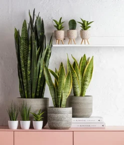Dehner Sukkulenten|Bogenhanf - Bogenhanf - Sansevieria 'Black Coral'