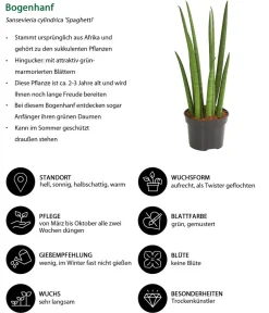 Dehner Sukkulenten|Bogenhanf > Bogenhanf - Sansevieria cylindrica 'Spaghetti'