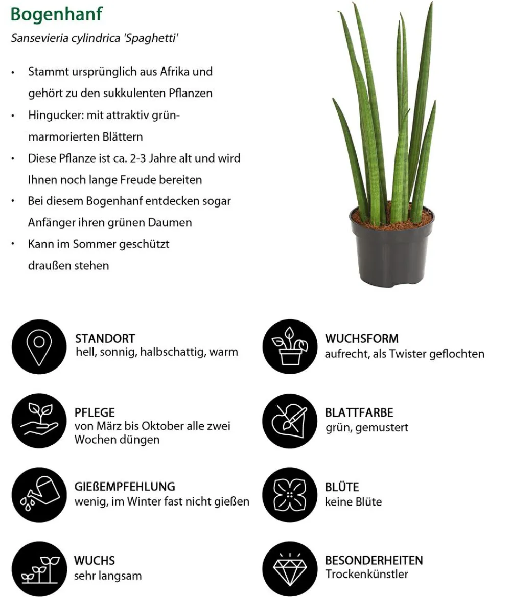 Dehner Sukkulenten|Bogenhanf > Bogenhanf - Sansevieria cylindrica 'Spaghetti'