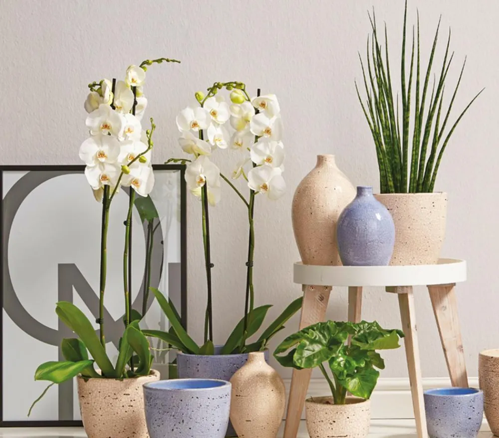 Dehner Bogenhanf - Sansevieria cylindrica 'Mikado' Best