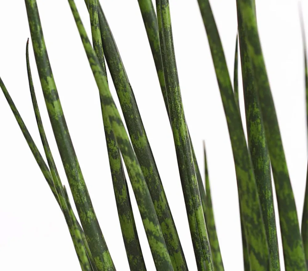 Dehner Bogenhanf - Sansevieria cylindrica 'Mikado' Best