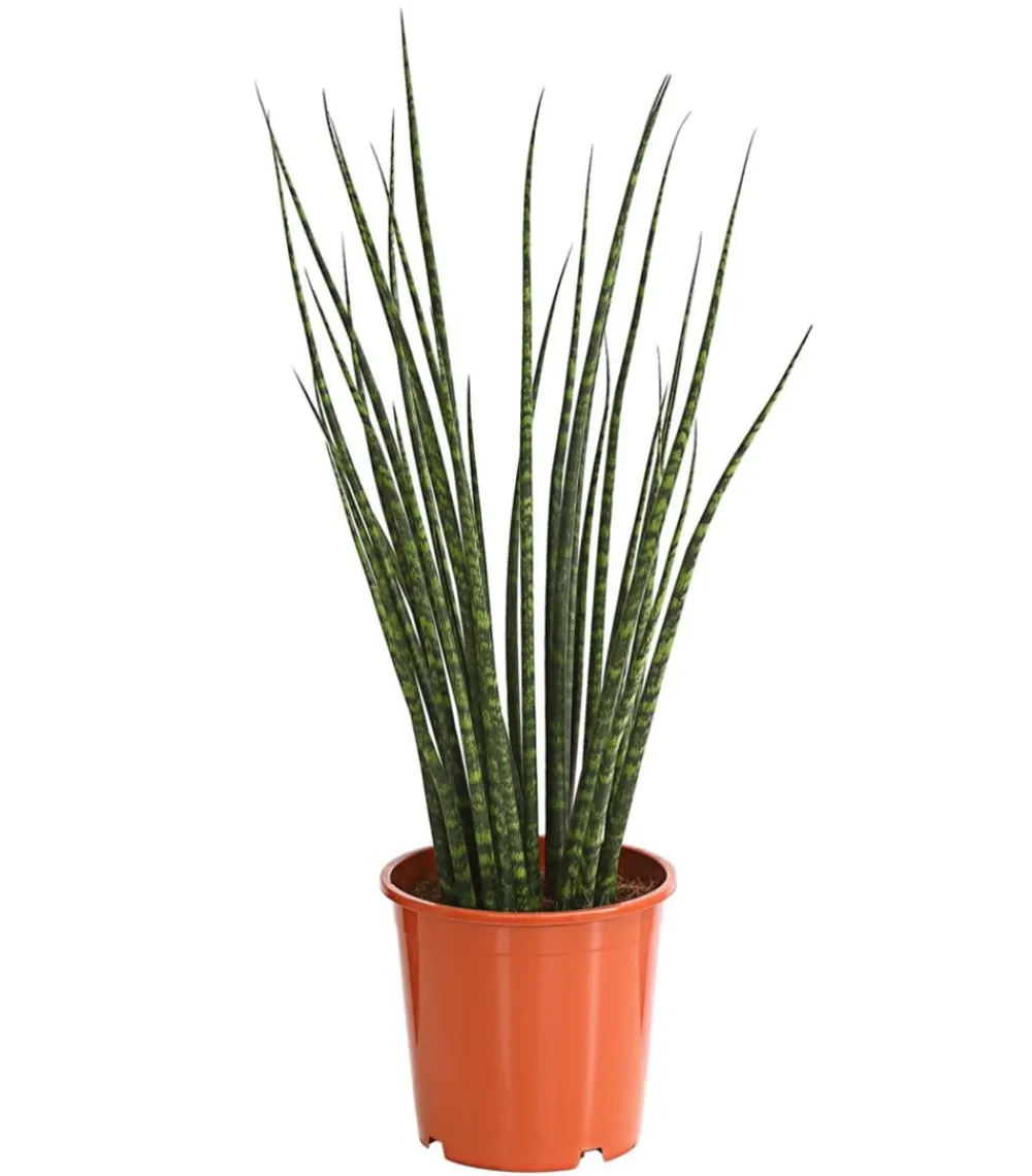 Dehner Bogenhanf - Sansevieria cylindrica 'Mikado' Best