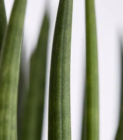 Dehner Bogenhanf - Sansevieria cylindrica, verschiedene Sorten Grün Clearance
