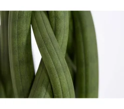 Dehner Bogenhanf - Sansevieria cylindrica, verschiedene Sorten Grün Clearance