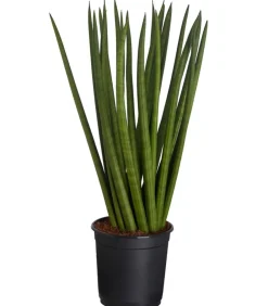 Dehner Bogenhanf - Sansevieria cylindrica, verschiedene Sorten Grün Clearance