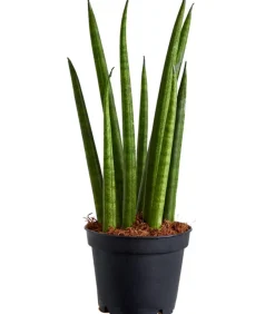 Dehner Bogenhanf - Sansevieria cylindrica 'Rocket' Grün Sale