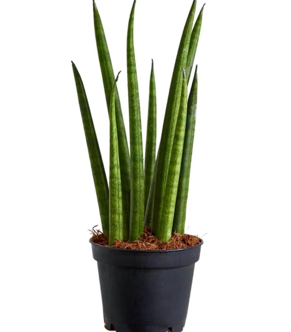 Dehner Bogenhanf - Sansevieria cylindrica 'Rocket' Grün Sale