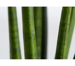 Dehner Bogenhanf - Sansevieria cylindrica 'Rocket' Grün Sale