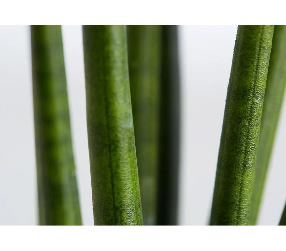 Dehner Bogenhanf - Sansevieria cylindrica 'Rocket' Grün Sale