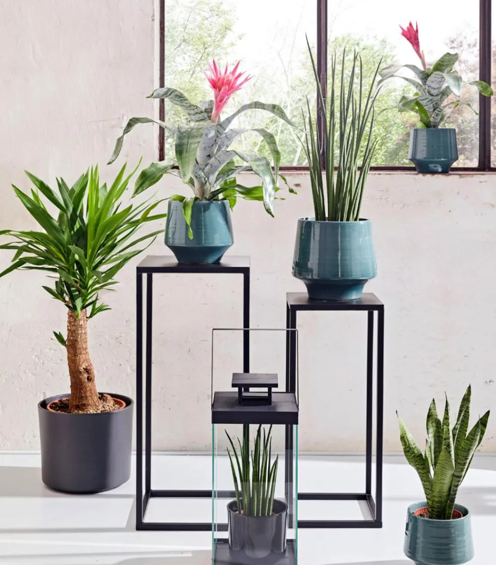 Dehner Sukkulenten|Bogenhanf - Bogenhanf - Sansevieria cylindrica 'Mikado'