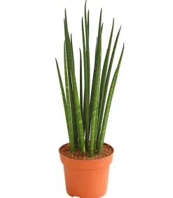 Dehner Sukkulenten|Bogenhanf - Bogenhanf - Sansevieria cylindrica 'Mikado'